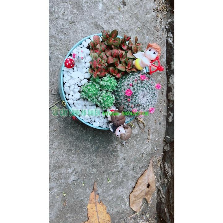 Chậu Cây Xương Rồng Tiểu Cảnh