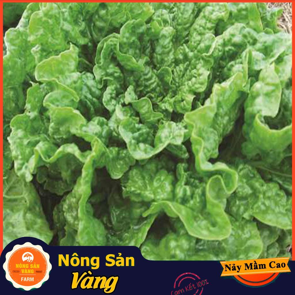 Hạt giống Xà Lách Mỹ Minetto - Nông Sản Vàng