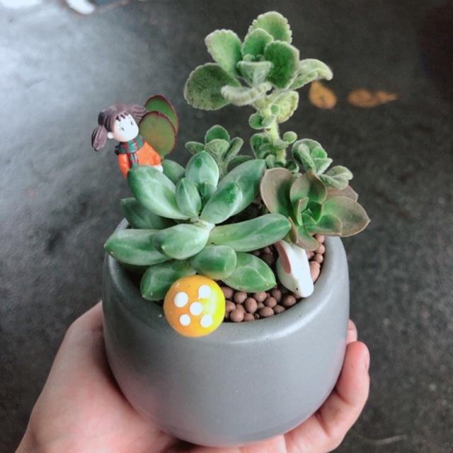 Chậu sen đá tiểu cảnh
