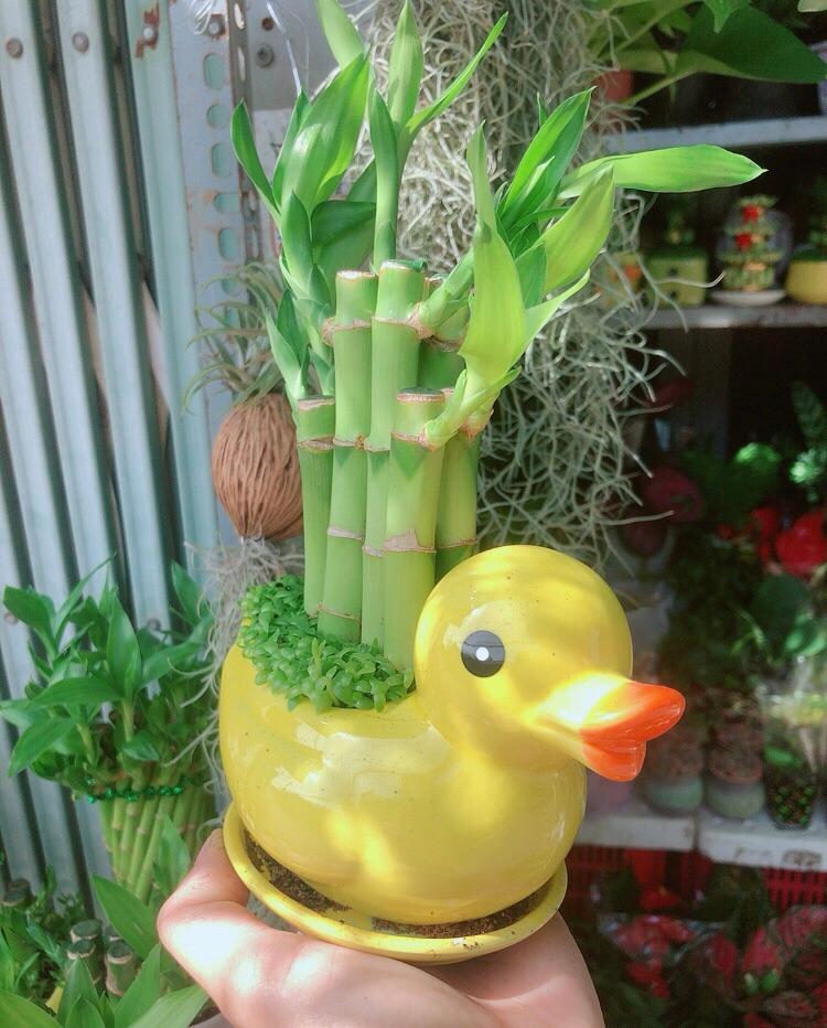 Chậu Trúc Phát Tài Vịt Vàng