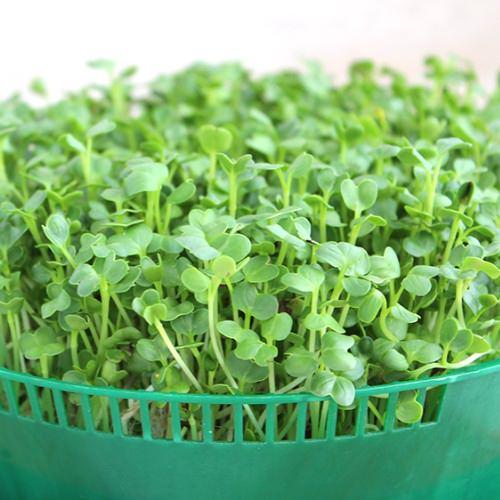 Hạt giống Rau Mầm Cải Bẹ Xanh