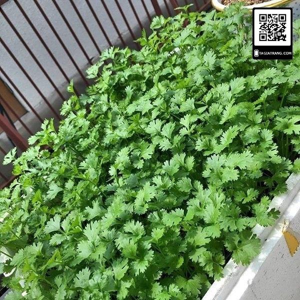 Hạt Giống Mùi Tía 50g