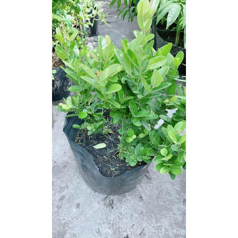 Cây Siro Nhỏ