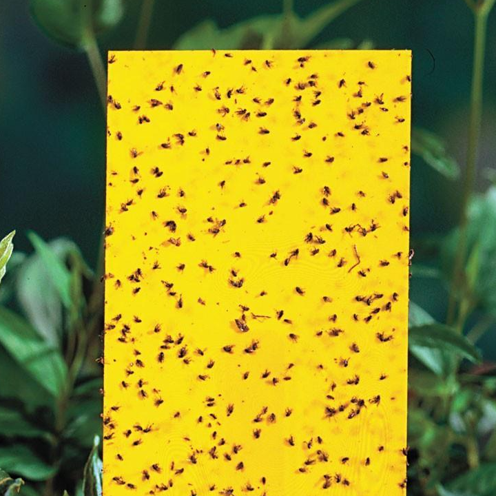 20 Miếng Dính Ruồi Vàng & Các Loại Côn Trùng - Hiệu Quả Nhanh