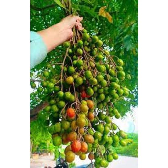 Cây xoan đào giống  -combo 2 cây