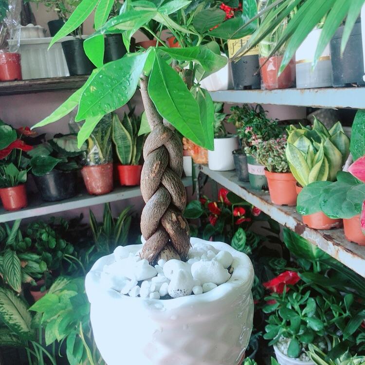 Chậu Cây Kim Ngân Thắt Bính