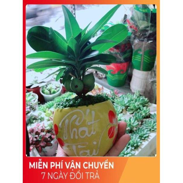 Chậu Cây May Mắn Phát Tài
