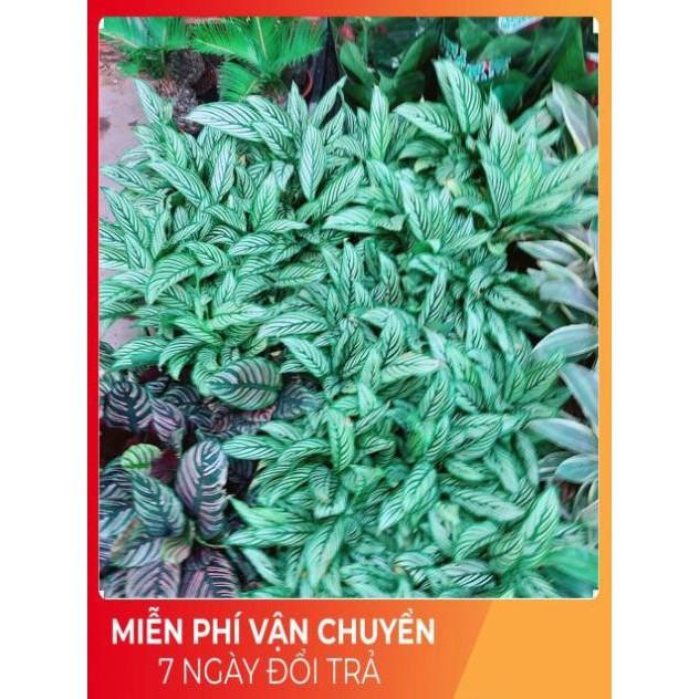 Đuôi Công Xanh