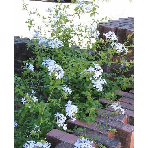 Bạch hoa xà ( đuôi công trắng ) - Combo 3 cây giống trong bầu ươm khỏe mạnh