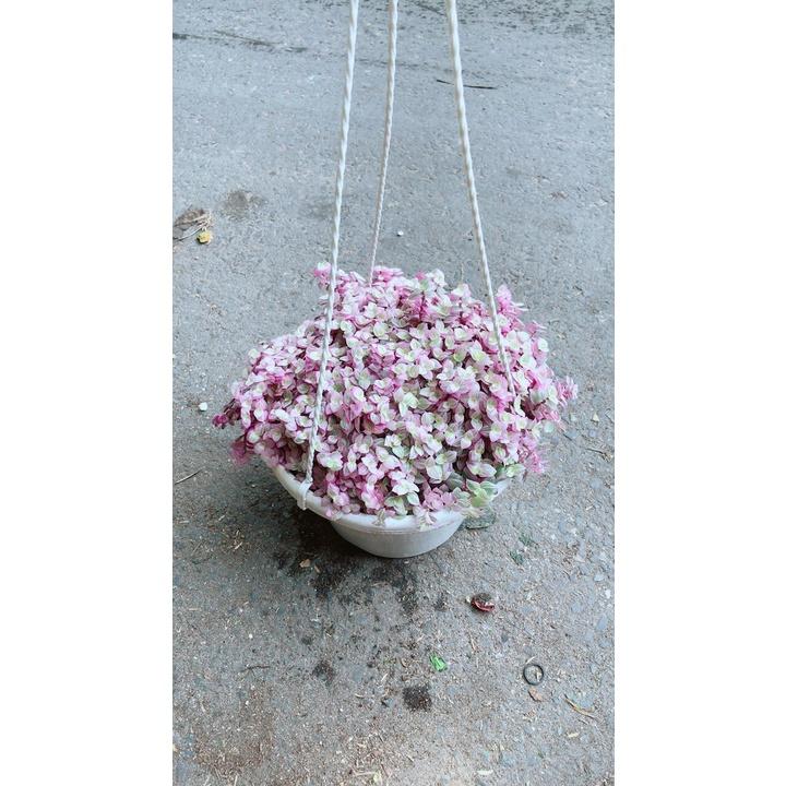 Chậu Lan Thái Hồng