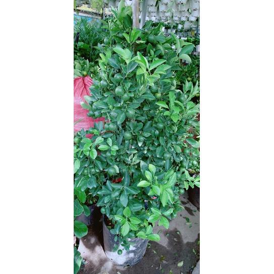Cây Tắc Kiểng