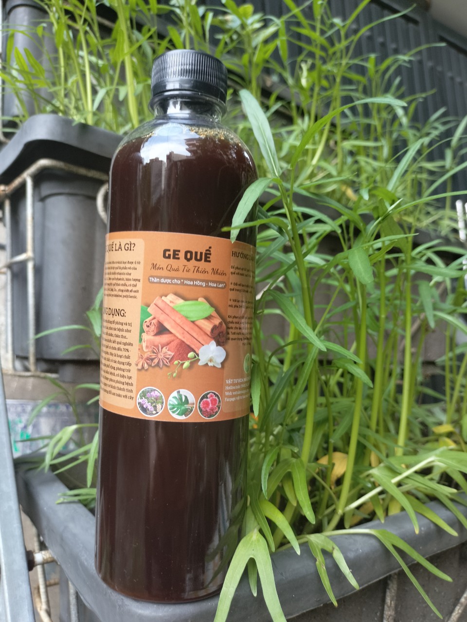 GE quế - chai 500ml - phòng ngừa thối nhũn, nấm bệnh cho lan, cây trồng.