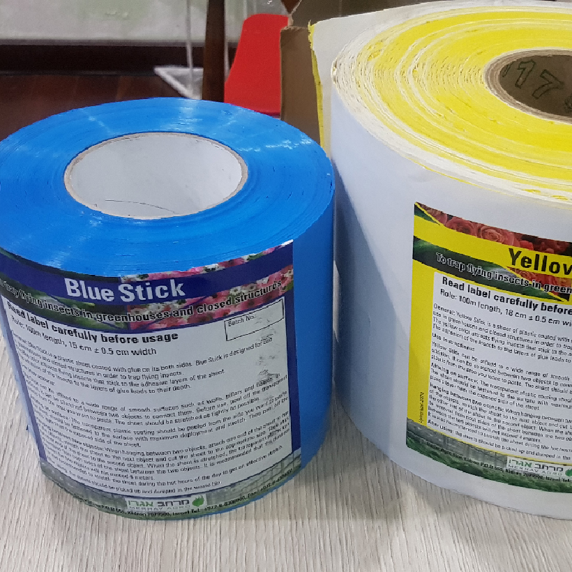 Keo dính Màu Xanh nhập khẩu Israel Blue Trap dùng Diệt Bọ Trĩ gây hại nông nghiệp và hiệu lực keo trên 8 tháng chịu mưa nắng và nước tưới