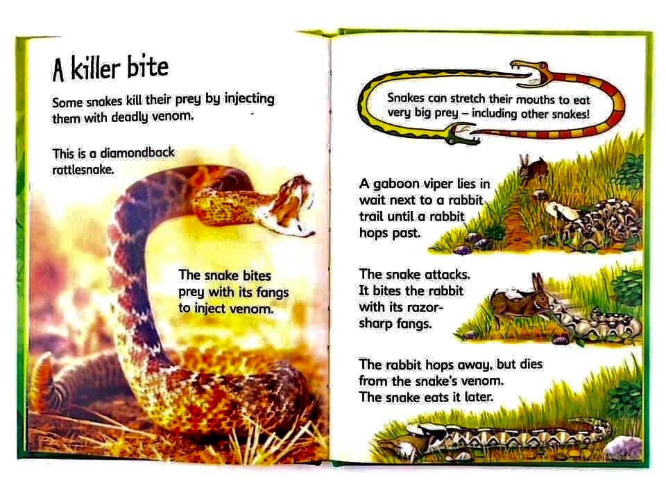 Usborne beginners nature, bộ nhập, 10c