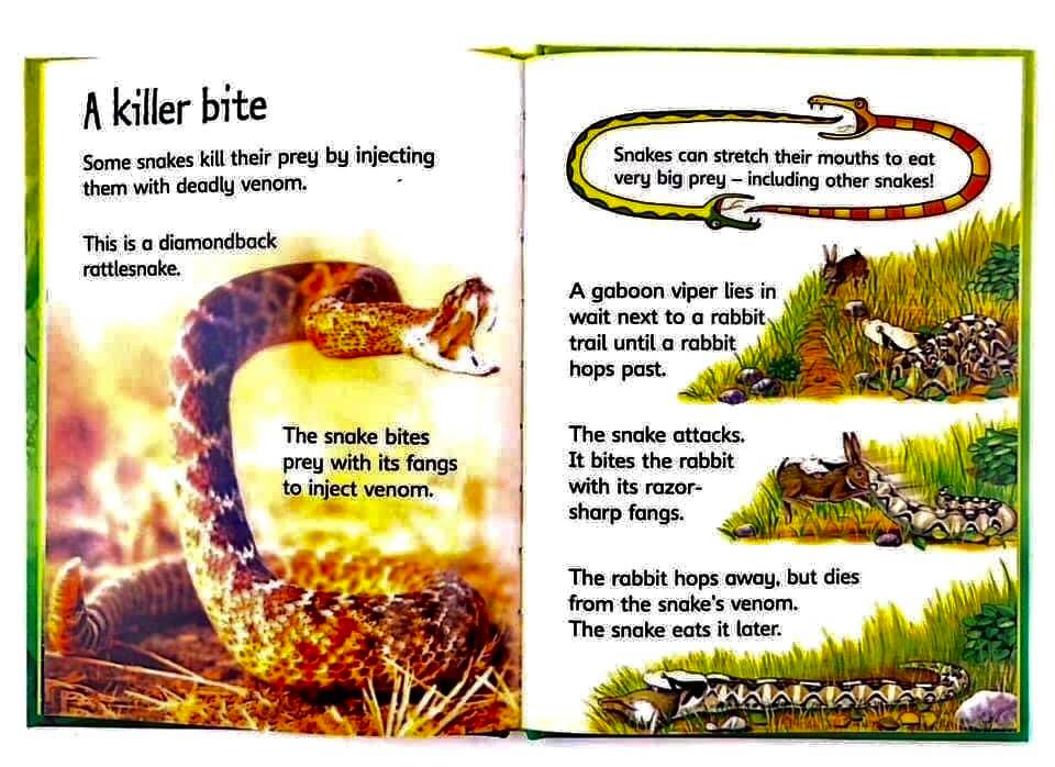 Usborne beginners nature, bộ nhập, 10c