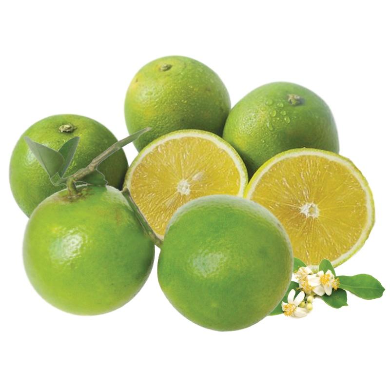 Cây giống Cam Xoàn siêu sớm, siêu sai .