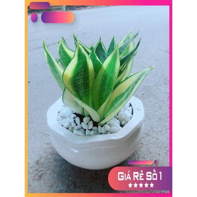 Chậu Lưỡi Hổ Thái