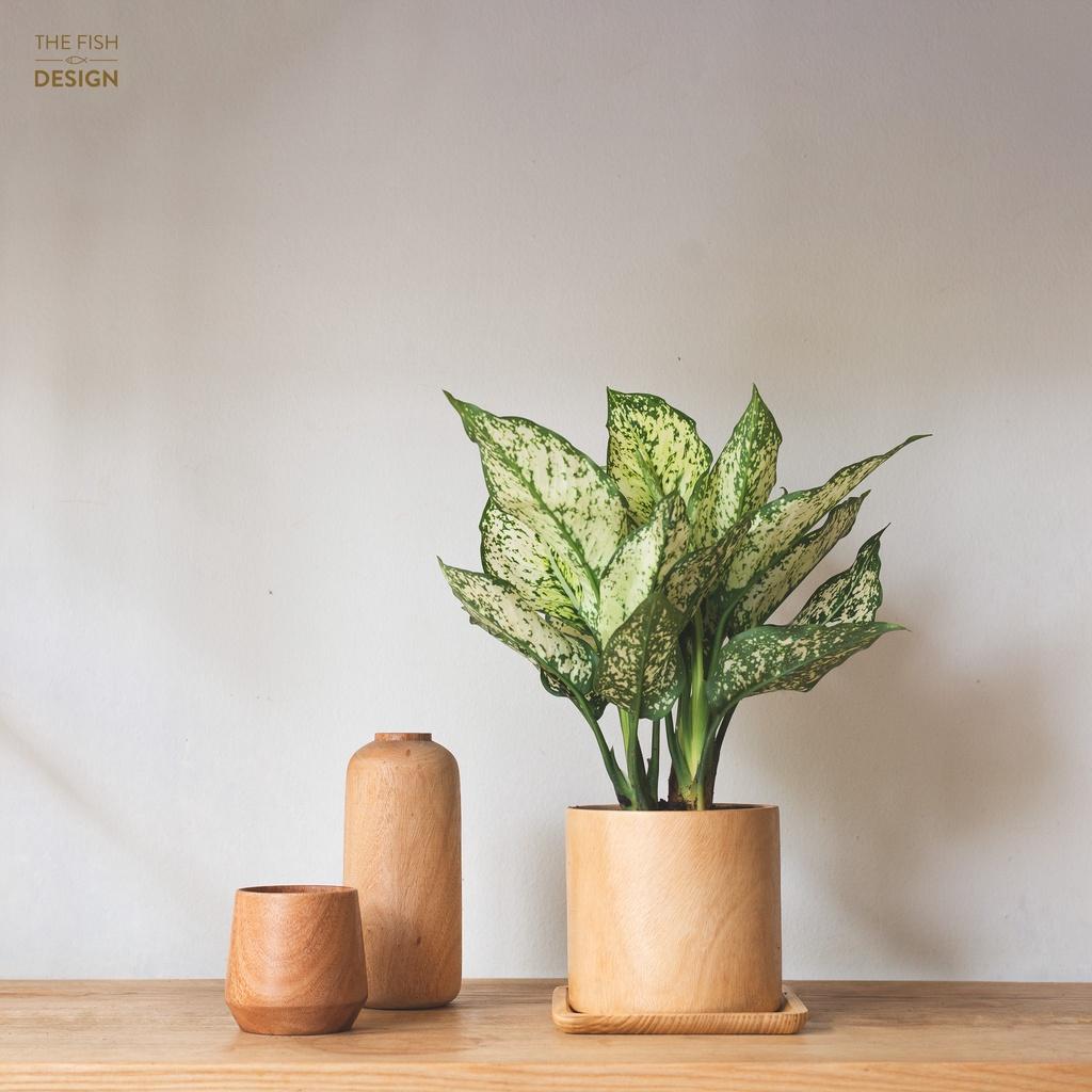 Chậu cây ngọc ngân | size L