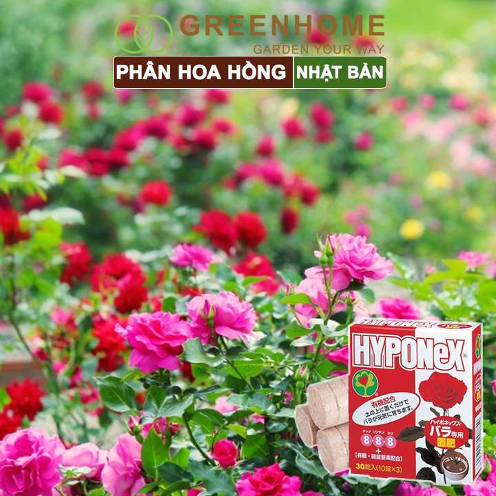 Phân bón hoa hồng Nhật, Hyponex 8.8.8, giúp thân to khoẻ, nhiều chồi, hoa to, lâu tàn |Greenhome