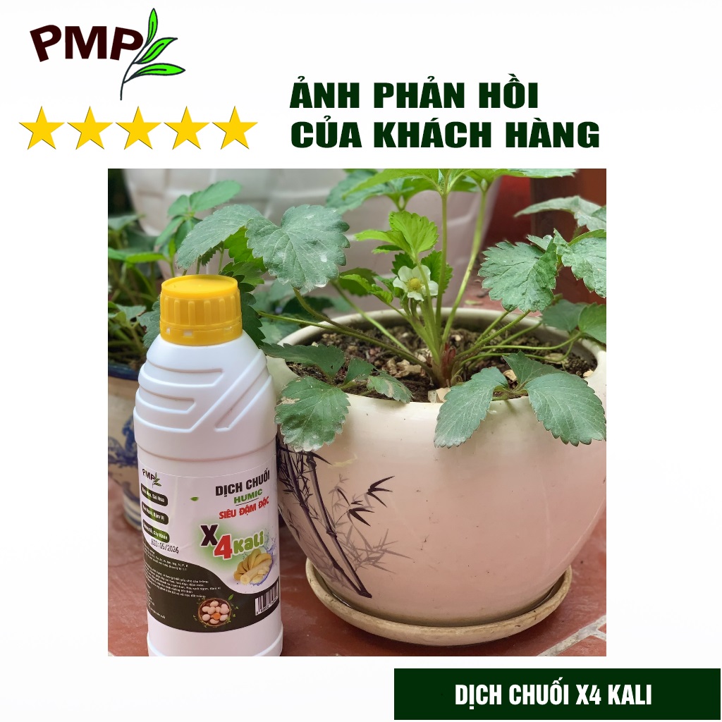 Dịch Chuối Humic X4 PMP Đậm Đặc Gấp 4 Lần - Cho hoa hồng, Hoa lan, Cây cảnh, Rau sạch 1000ml