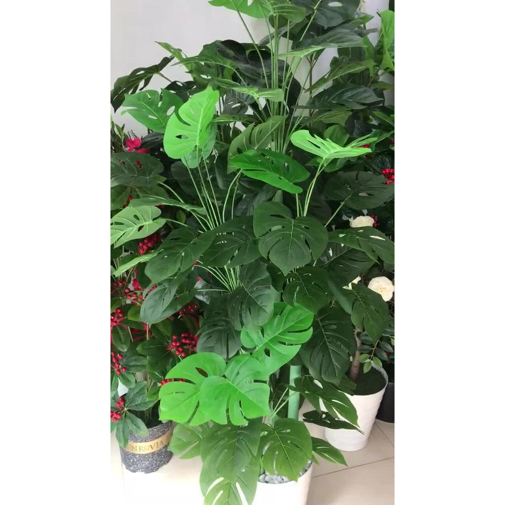 Cây trầu bà lá xẻ - Size 160cm - kèm chậu và sỏi trắng - Cây giả, hoa lụa trang trí nhà cửa