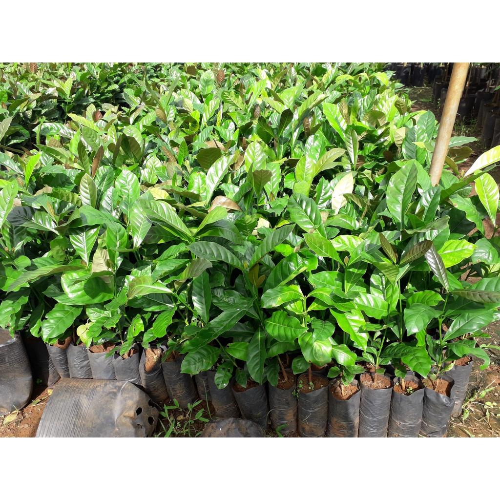 Cây giống Cà Phê CuLi siêu trái .