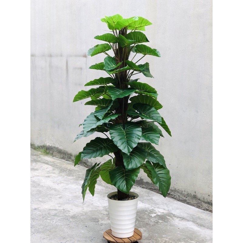 Cây trầu bà leo cột giả giống thật 99% – Cao 160 cm – Ngang 50 đến ...