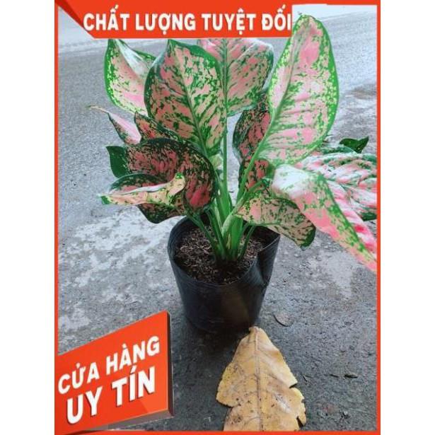 Cây Vạn Lộc