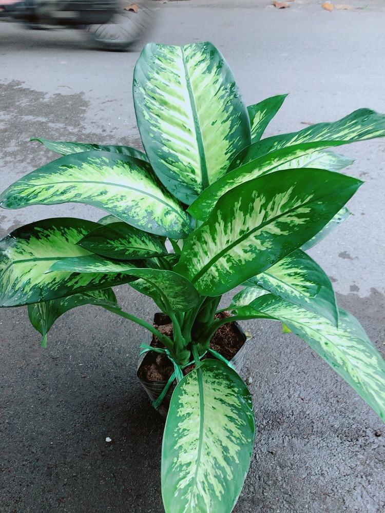 Vạn Niên Thanh Size Lớn