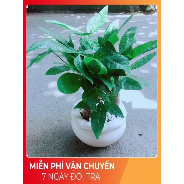 Chậu Kim Ngân 3 Thân