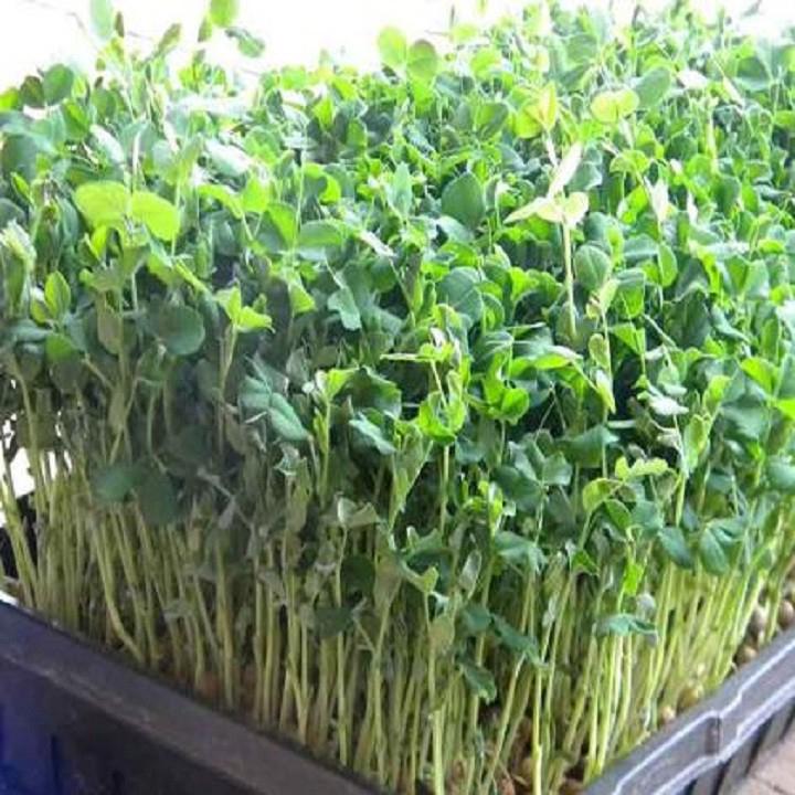 Hạt Giống Mầm Đậu Hà Lan  -