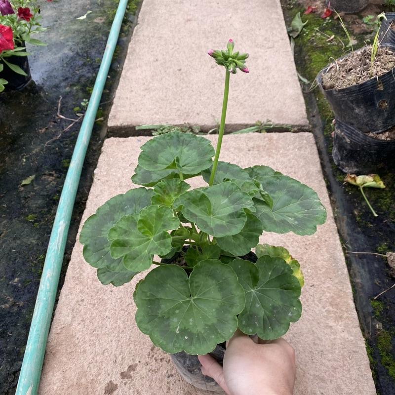 Cây hoa phong lữ thảo màu sắc rực rỡ Hàng nụ non cao 30cm thích hợp trang trí ban công sân vườn