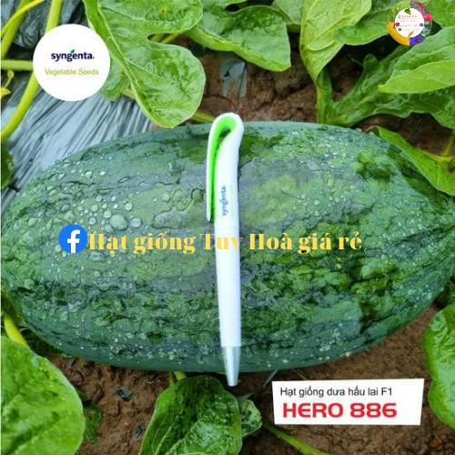 Hạt giống dưa hấu lai F1 Hero 886 trái to năng suất cao