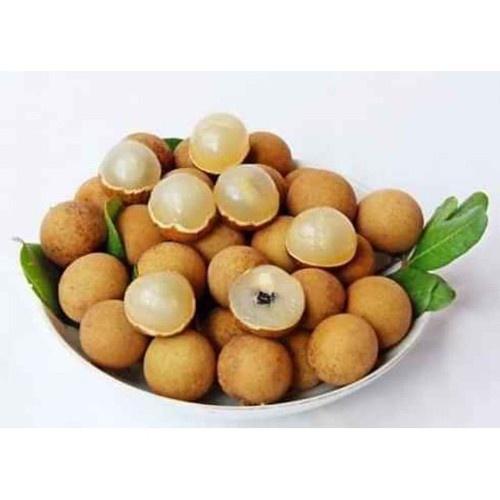 CÂY GIỐNG NHÃN KHÔNG HẠT THÁI