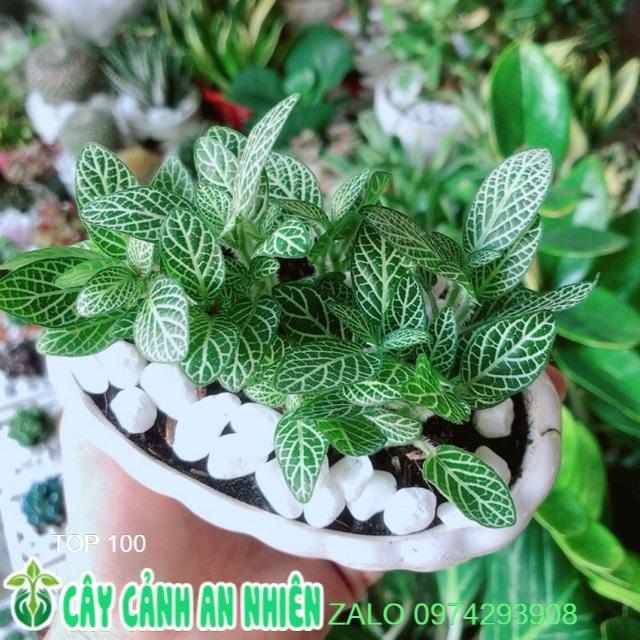 Chậu Cây Cẩm Nhung Xanh Nhạt