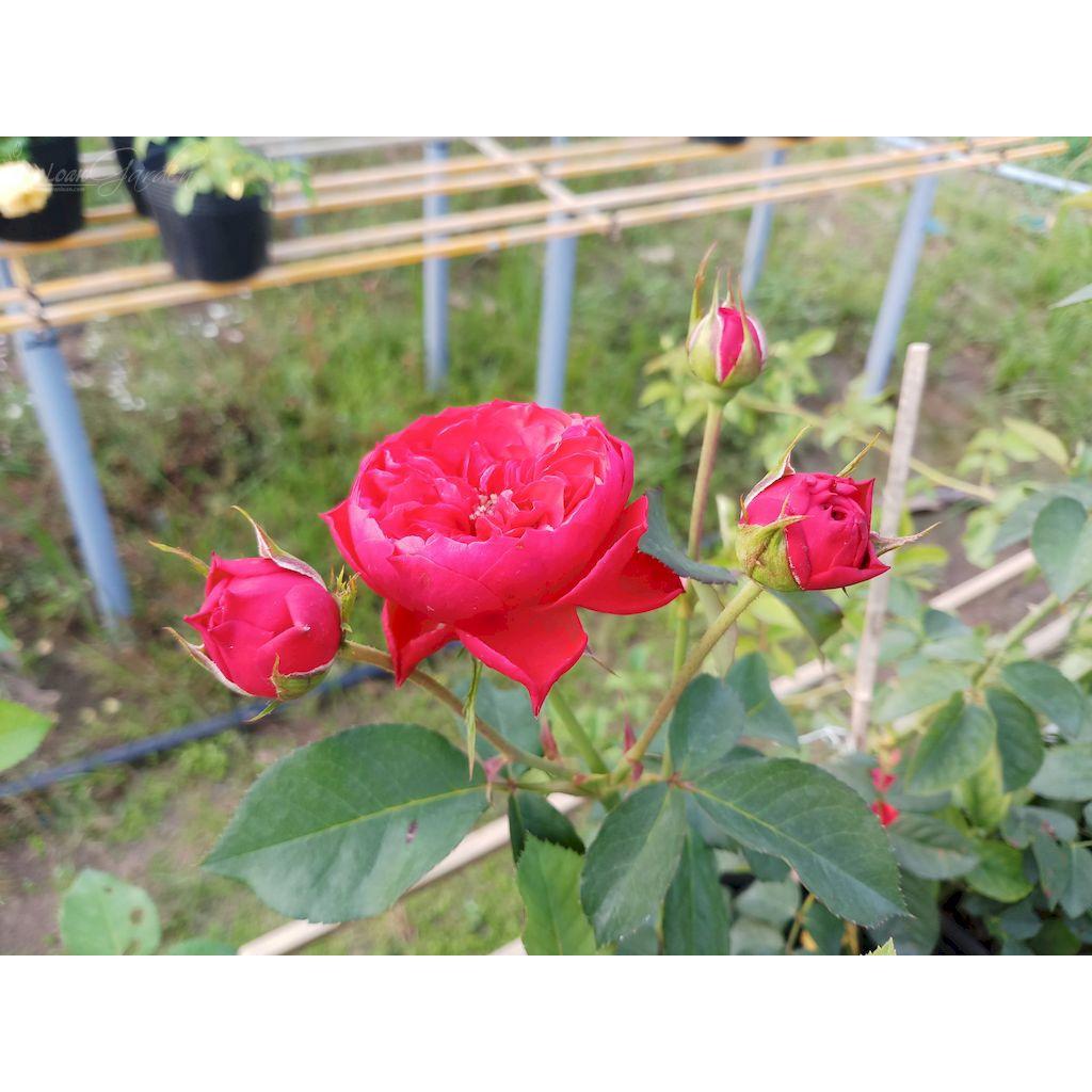 Hoa hồng ngoại Red Monte đỏ cực đẹp
