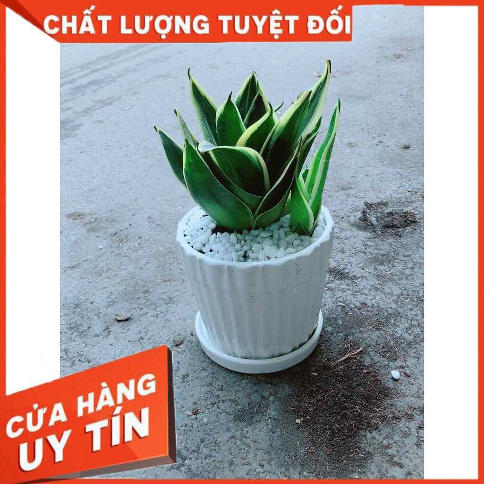 Chậu Lưỡi Hổ Thái Nhiều Người Mua