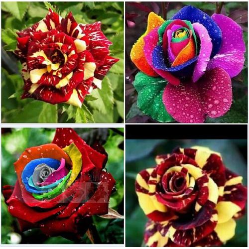 Hạt giống hoa hồng nhiều màu