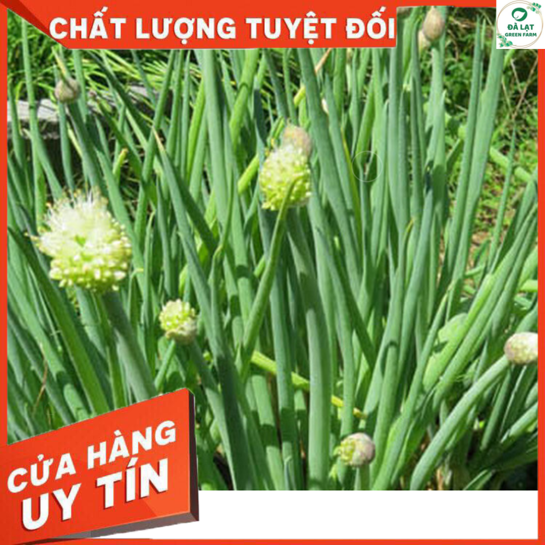 1GR - HẠT GIỐNG HẸ BÔNG