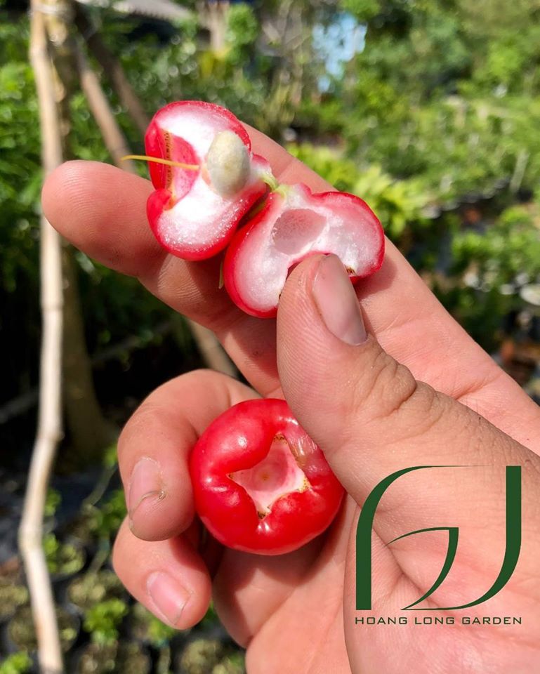 Giống Mận Hoàng Yến Trái Nhỏ Mọng Nước