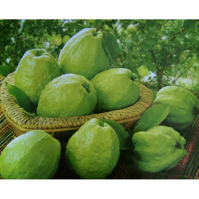 Cây giống Ổi lê Đài Loan . .