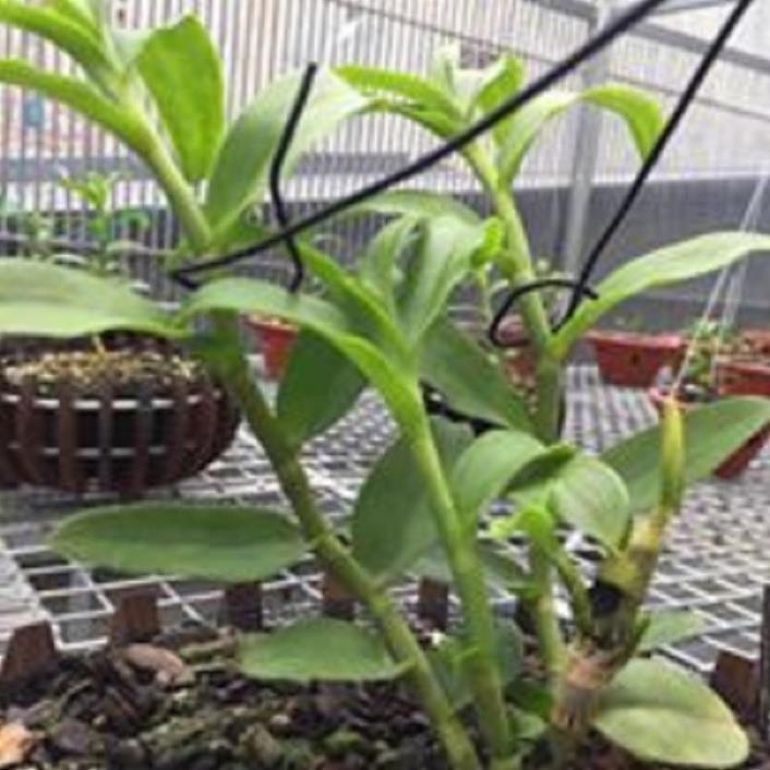 Hoa lan hoàng thảo đơn cam