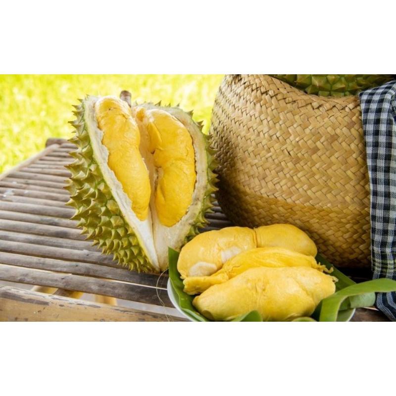 Cây giống SẦU RIÊNG RI6 Bầu to khổng lồ, gốc to ghép 2 năm.
