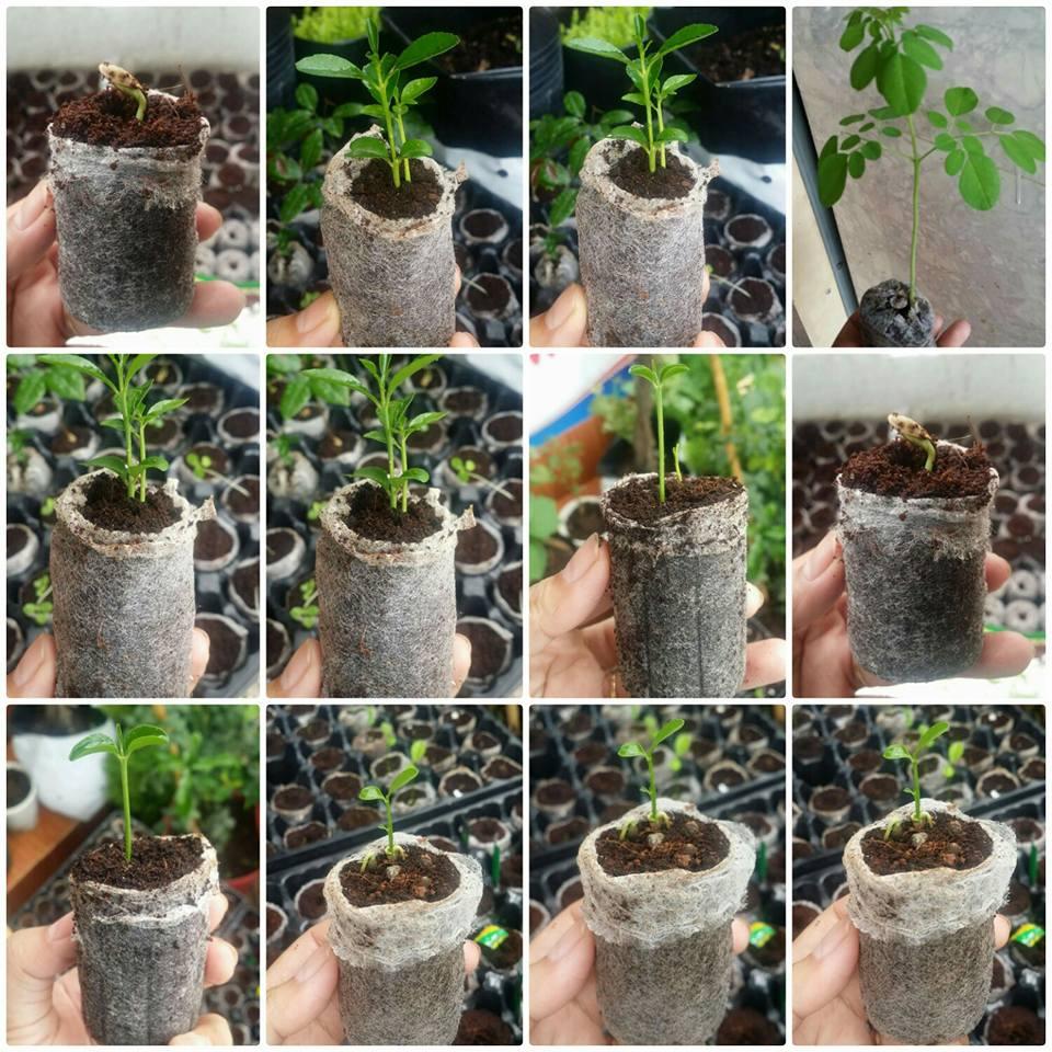 50 viên nén ươm hạt giâm cành - viên nén xơ dừa ươm hạt