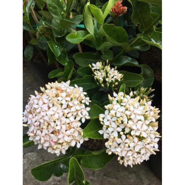 Cây hoa mẫu đơn trắng lá trung