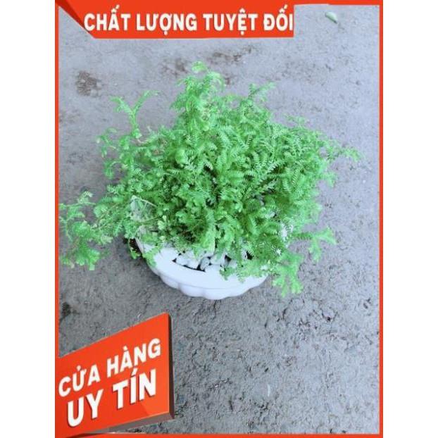 Chậu Rêu Kiểng