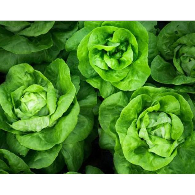 2gr hạt Xà lách đăm cao sản
