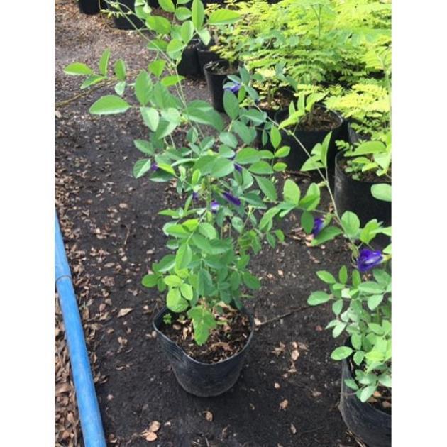 Cây hoa đậu biết