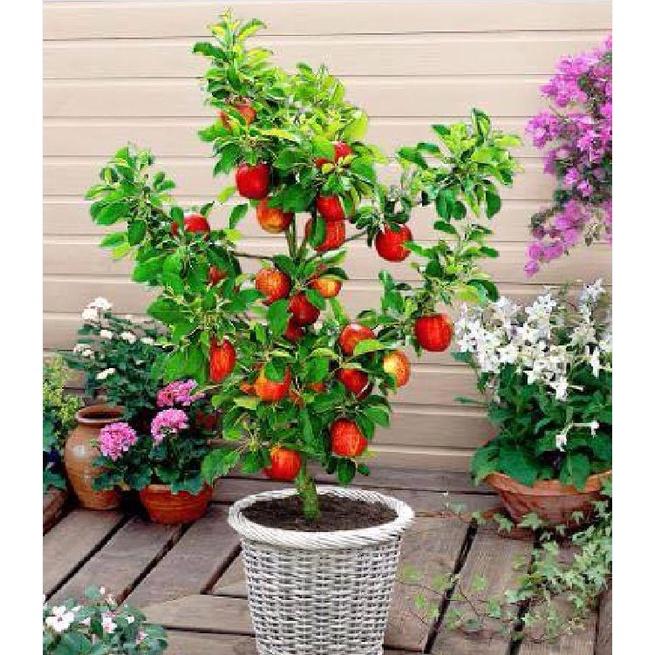 Combo 3 gói hạt giống cây ăn trái táo lùn,táo bonsai -gói 10 hạt-tặng kèm gói kích mầm