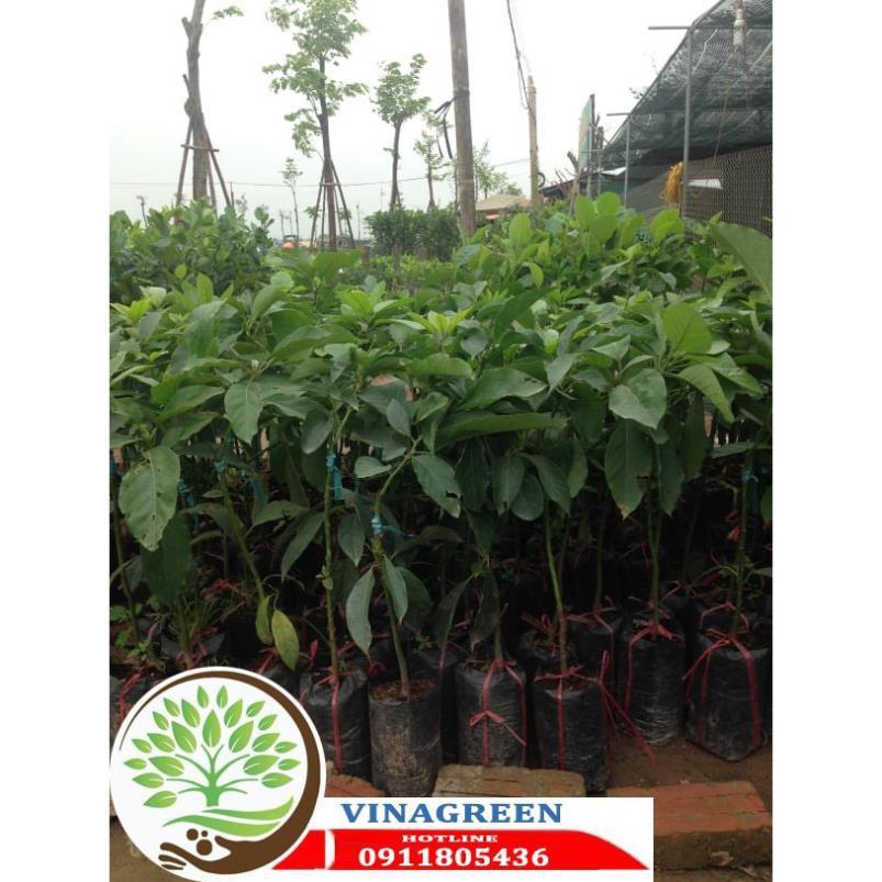 Sản phẩm Cây Ăn Trái CÂY GIỐNG BƠ SÁP